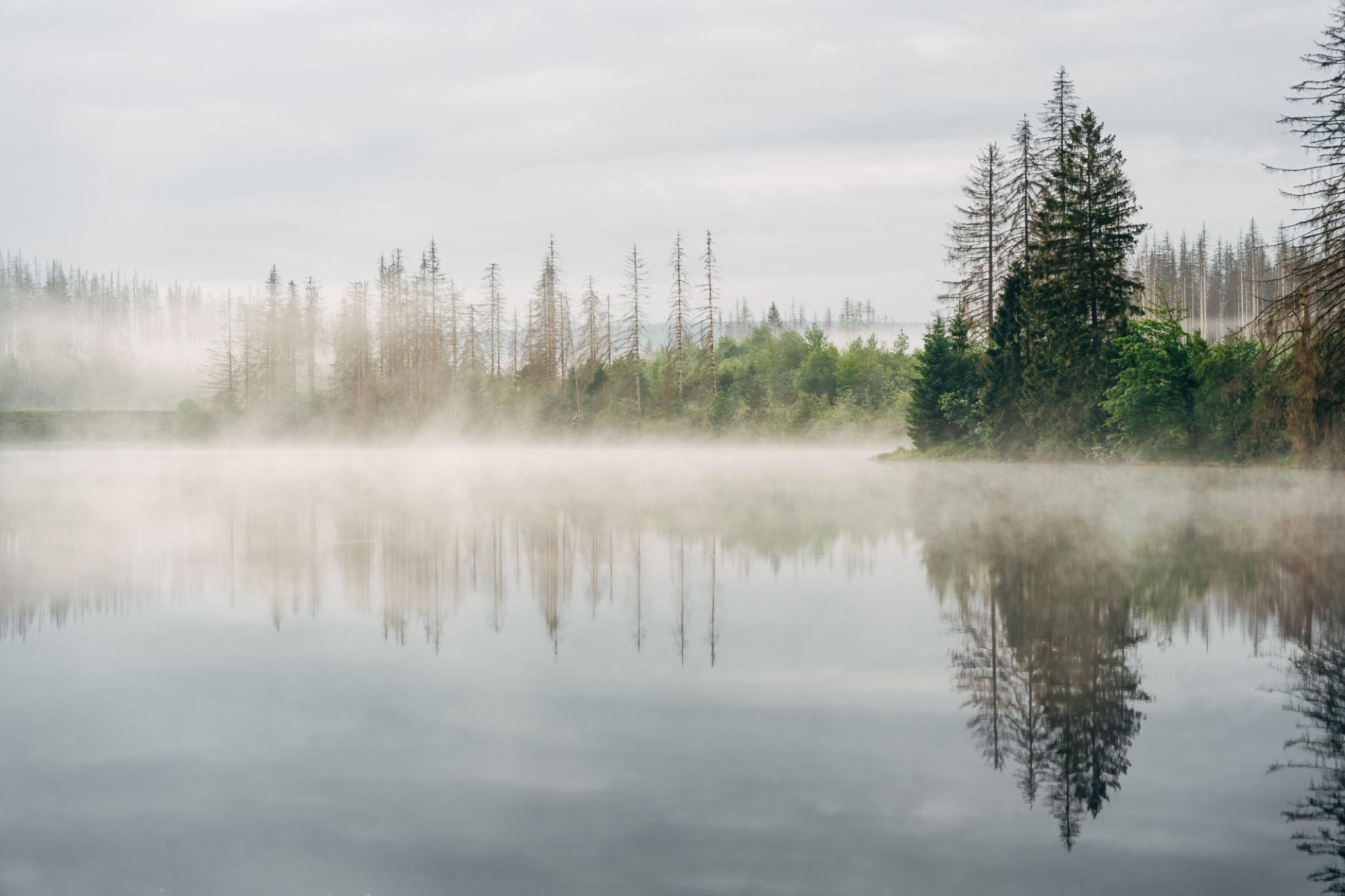 Stiller See im Morgennebel, in dem sich Nadelbäume spiegeln